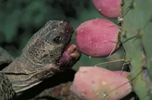 Biting Prints: Desert Tortoise - Arizona - Eating fruit of pricky pear cactus - A completely terrestrial desert species requiring firm