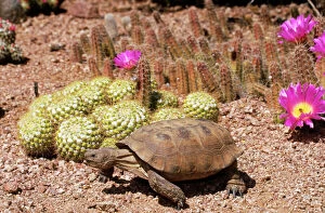 Central America Collection: Desert Tortoise WAT 4915 Arizona, USA. Gopherus agassizii © M. Watson / ARDEA LONDON