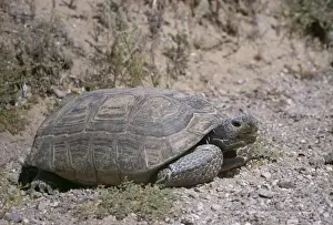 Desert Tortoise WW 879 Large Adult Gopherus agassizi © Wardene Weisser / ARDEA LONDON