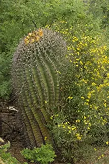 Desert Vine - with Fishhook Barrel Cactus (Ferocactus wislizeni) Sonoran Desert, Arizona, USA