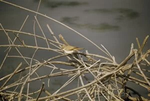 Images Dated 15th April 2010: Desert Warbler - resting at the top of a dead tree  