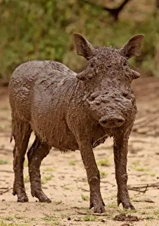 Desert Warthog - in mud - Lake Manyara NP - Tanzania
