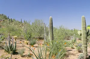 Desert WAT 5012 Saguaro National Park, Tucson Arizona USA © M. Watson / ARDEA LONDON