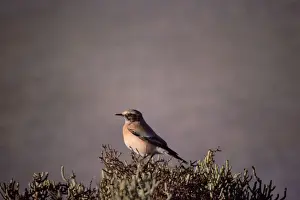 Wheatear Prints: Desert Wheatear