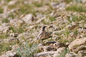 Images Dated 30th August 2006: Desert Wheatear - non-breeding male. Tso Kar, Ladakh Changthang, India