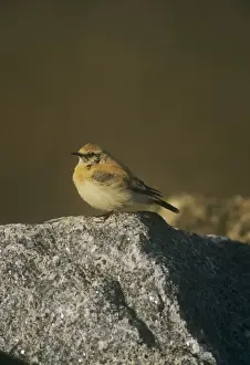 Wheatear Prints: Desert Wheater - male resting on a rock