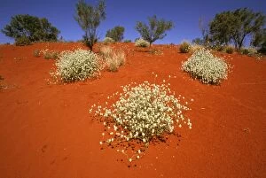 Images Dated 6th October 2008: Desert wildflowers