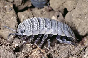 Desert Woodlouse Side view, North Africa & Israel