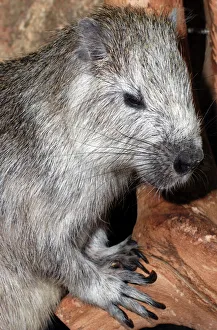 Images Dated 21st April 2007: Desmarest's Hutia- Cuba