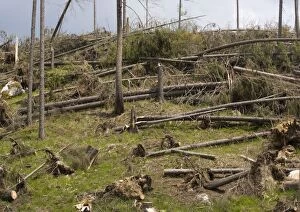 Devastated coniferous forest, by high winds, along