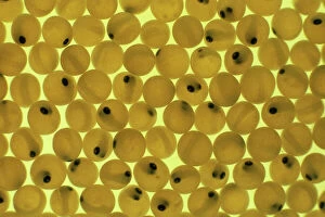 Patterns Collection: Developing Trout Eggs