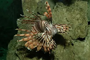 Aquarium Prints: Devil Firefish / Lionfish Delphinarium Port Elisabeth, South Africa