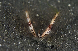 Southeast Asia Gallery: Devil Worm - in black sand - Night dive, TK1 dive