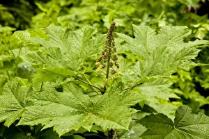 Medicine Prints: Devil's Club (Oplopanax horridus) in flower; medicinally-active plant. Oregon