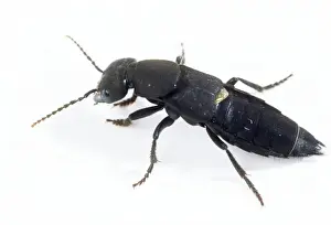 Devils Coach-horse