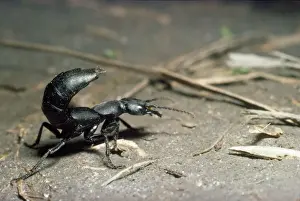 Defence Prints: Devils Coach-horse Beetle