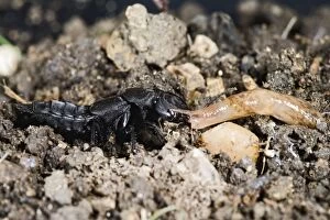 Devils coach horse beetle - feeding on slug