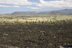Regrowth Prints: Devils Homestead Lava Flow Lava Beds National Monument California, USA LA000822