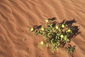 Devils Thorn - blooming at a sand dune
