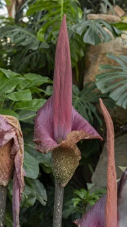 Blooms Gallery: Devil's Tongue, Umbrella Arum, Leopard Palm, Snake Palm, Amorphophallus rivieri  Date: 15-Apr-19