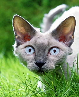 Bizarre Collection: Devon Rex Cat In grass