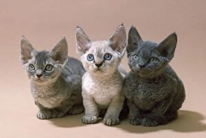 Images Dated 24th March 2011: Devon Rex Cat - three kittens