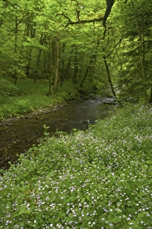 Devon, UK - Dartmoor National Park - Pink Purslane growing by River Lyd Devon, UK - Dartmoor National Park - Pink Purslane growing by River Lyd