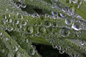 Droplets Prints: Dew Drops - on blades of grass in autumn, Lower Saxony, Germany