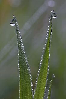 Dew Drops - on blades of grass in autumn