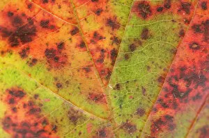 Images Dated 30th September 2007: Dewberry Leaf in autumn