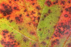 Images Dated 30th September 2007: Dewberry Leaf in autumn