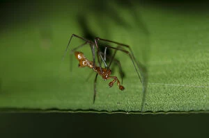 Arthropoda Gallery: Dewdrop Spider on leaf - Klungkung, Bali, Indonesia     Date: 05-Nov-04