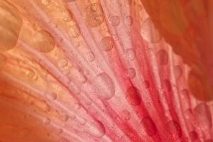 Images Dated 20th March 2011: Dewdrops - drops of morning dew on Hibiscus flower
