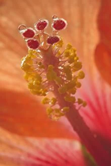 Images Dated 20th March 2011: Dewdrops - drops of morning dew on Hibiscus flower
