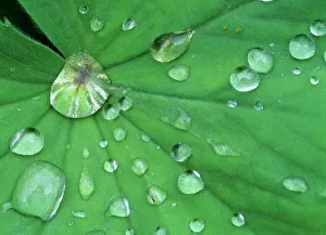 Fall Collection: Dewdrops gathering on leaf Baden-Wuerttemberg, Germany