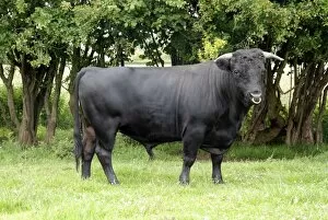 Images Dated 23rd June 2011: Dexter Bull, pedigree rare breed