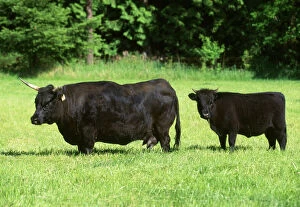 Calves Collection: Dexter Cattle. Adult and calf Origin: Ireland