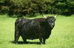 Dexter Cattle FG 9454 Ireland © Francois Gohier / ARDEA LONDON
