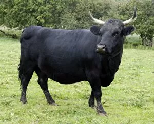 Images Dated 23rd June 2011: Dexter Cow, pedigree rare breed