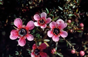 DH-2418 Manuka / New Zealand Tea Tree - pink flowers are garden varieties from the original white flower