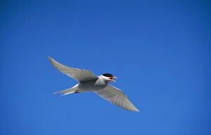 DH-2606 Black-fronted Tern