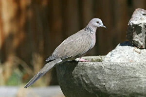 Doves Gallery: DH-2887