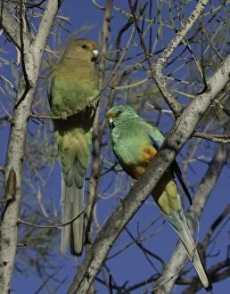 DH-2918 Mulga Parrots - Male and Female