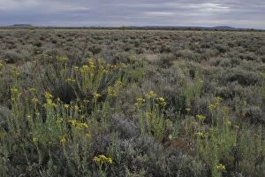 DH-3062 Australia - Saltbush and bluebush habitat. Foreground, Tall Yellowtop / Camel Weed