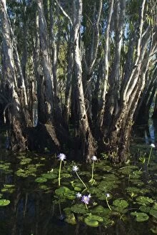 DH-3302 Paperbark trees - and waterlilies