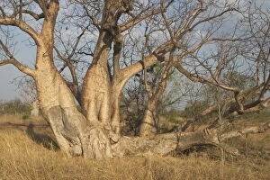 Baobab Gallery: DH-3359