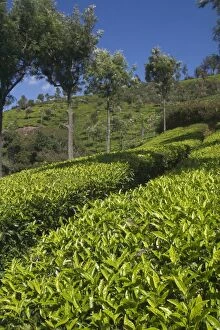 DH-3540 Tea plantation