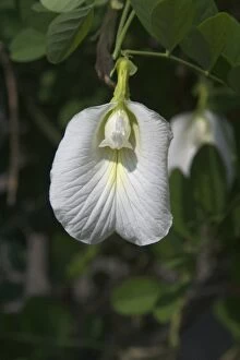 DH-3572 Butterfly Pea flower - This is the white variety