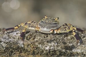 DH-3659 Light-footed / Thin-shelled Rock Crab