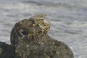 DH-3660 Light-footed / Thin-shelled Rock Crab